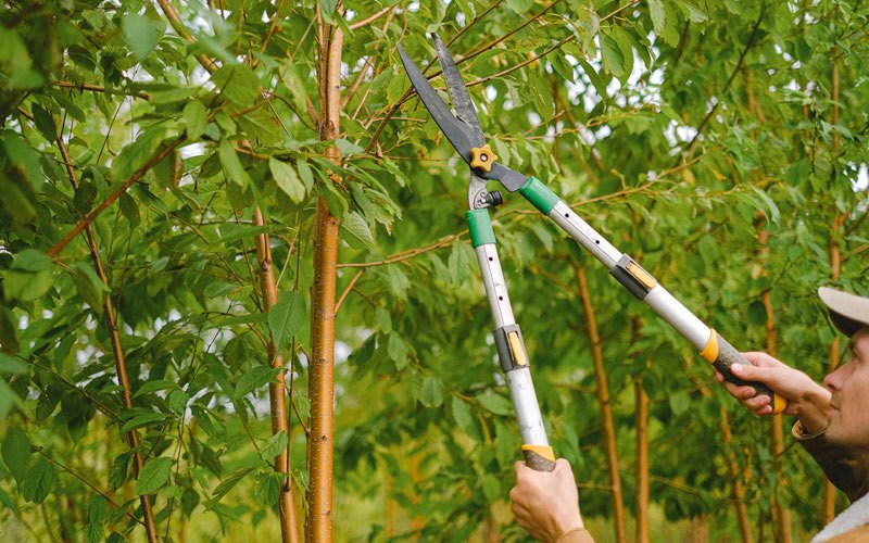 Tree trimming in Seldovia, AK